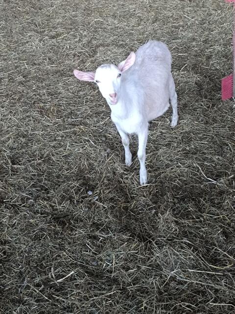 Ziegenbock
