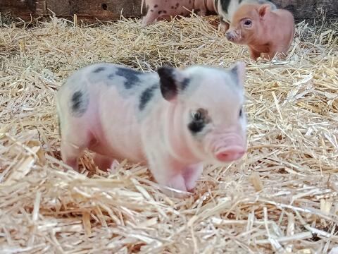 Minischwein-Ferkelchen, bereit umzuziehen