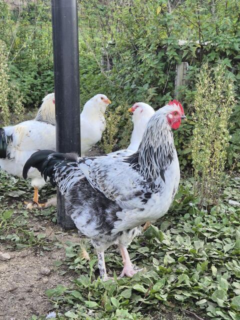 Junghähne Sundheimer-Marans