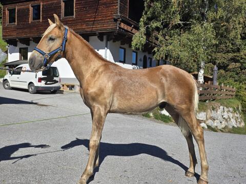 Nacho-Ri, Haflinger Hengst