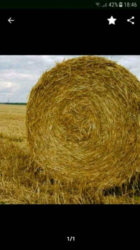 Stroh Gerste und Weizen Rundballen