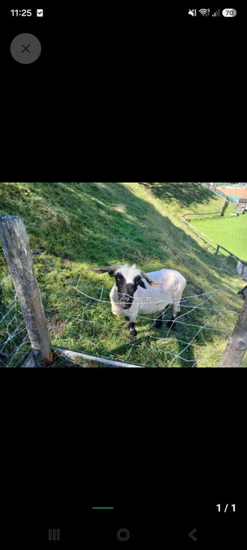 Walliser Schaf