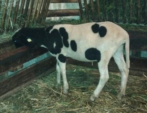 Tscheggenschaf