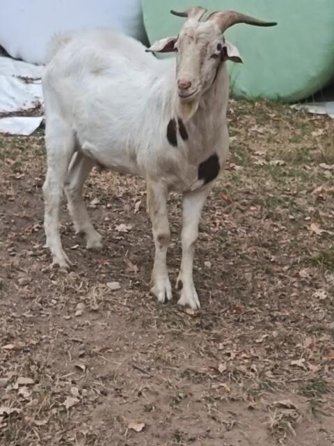 Ziegenbock