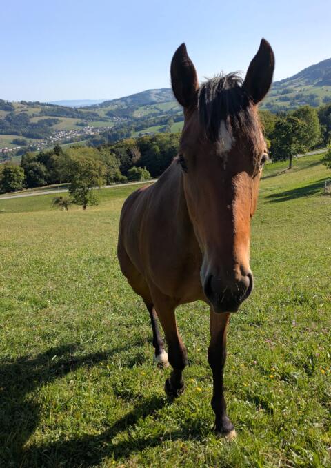 Noriker-Reitpony-Mix