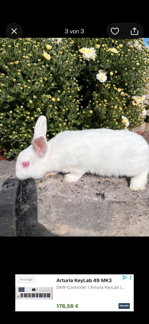 Albino-Kaninchen