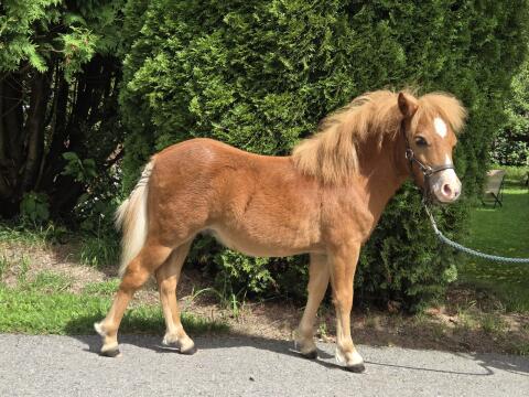 Junges Mini-Shetlandpony