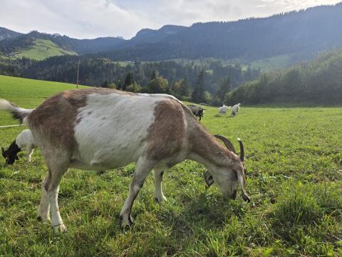 Anglo-Nubier-Ziege