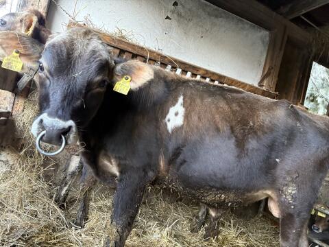 Verkaufe Jersey-Stier