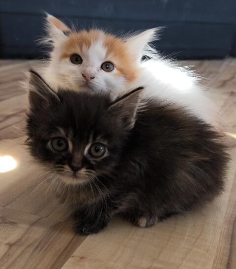 Knutschkugeln der besonderen Art, Kitten, Katze, Kater