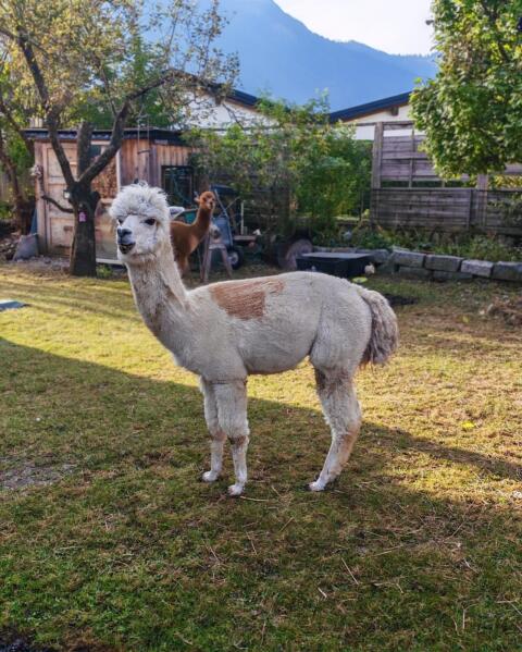 Leo sucht ein neues Zuhause