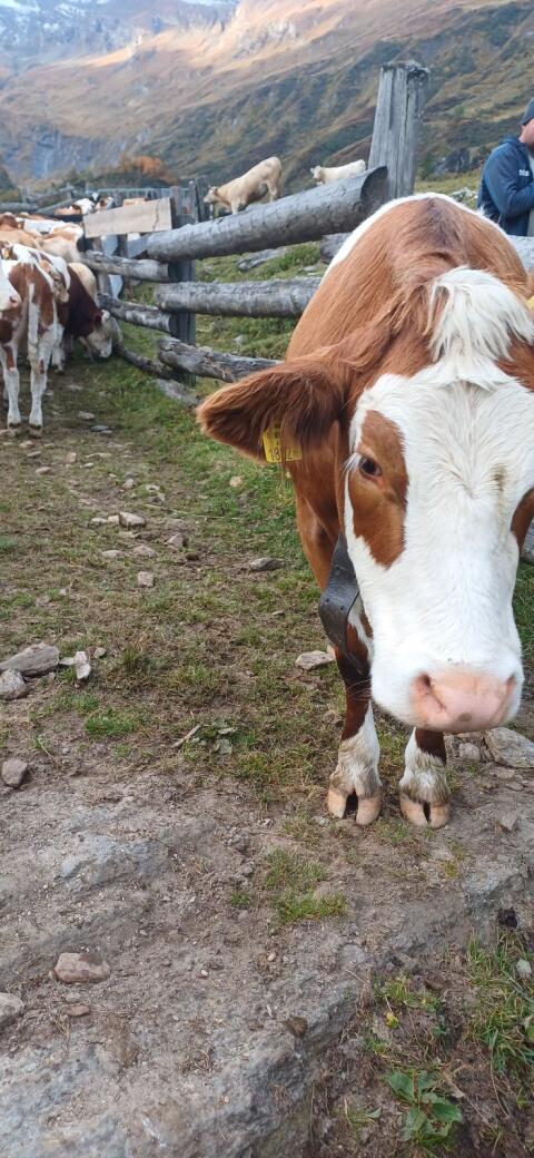 Suche Landwirtschaft zur Weiterführung oder Pacht