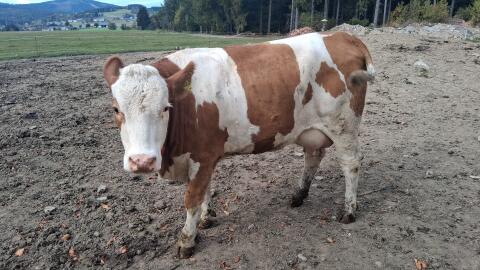 Verkaufe Bio-Jungkuh