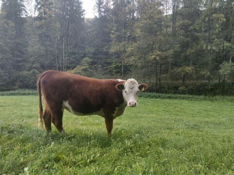Bio Hereford-Kalbin