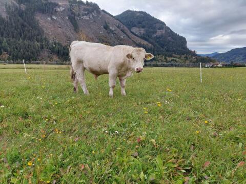 Charolais-Jungstier!