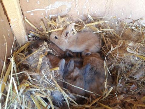 Kaninchen