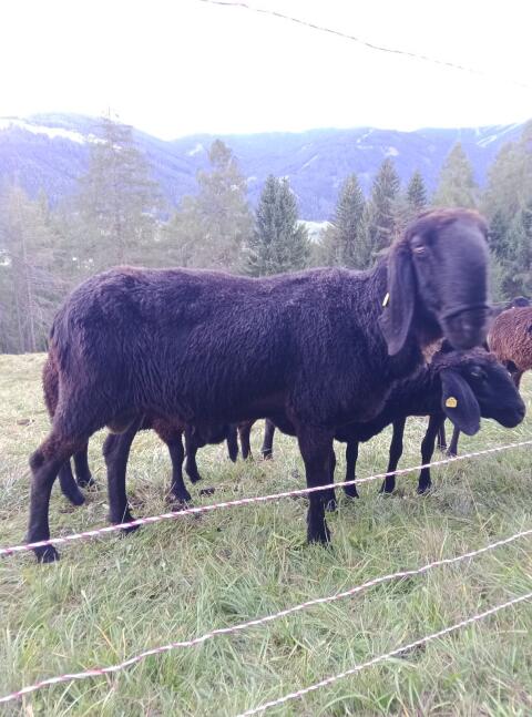 Schwarzer Bergschaf-Widder