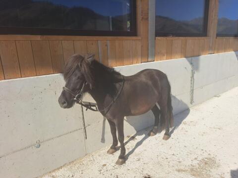 Pony-Wallach