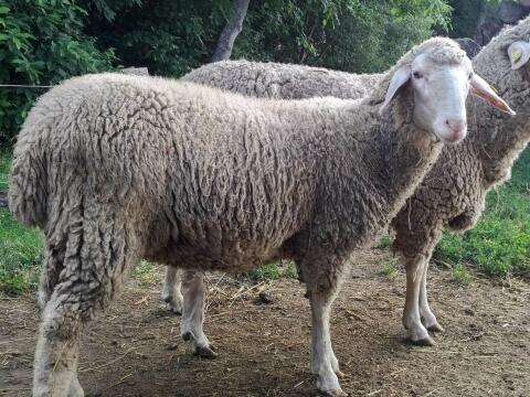 Verkaufe Merino-Jungschafe