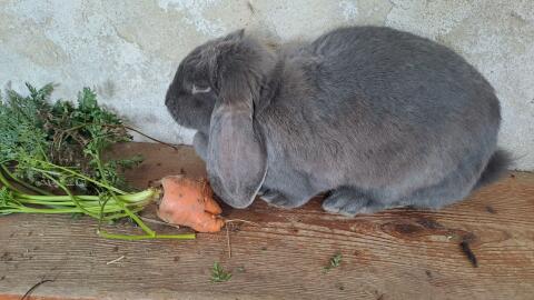 Junger blauer Widder
