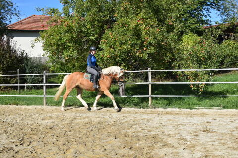 Lieber Haflinger Wallach Westwind „Winnie“