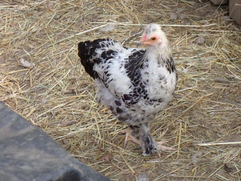 Paare aus Naturbrut
