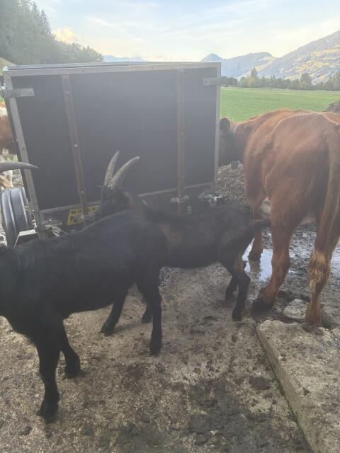 Aosta-Bockkitz