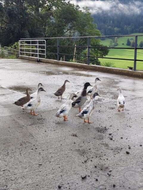 Enten
