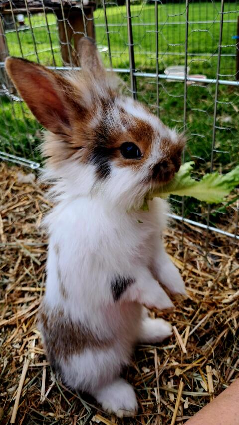 8 Wochen alte Kaninchen zu verkaufen!