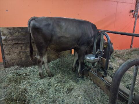 Brown Swiss Zuchtstier