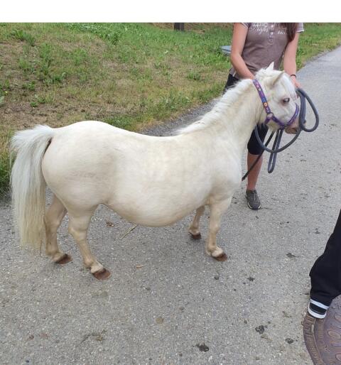 Cremello Minishetty-Stute mit Abstammung