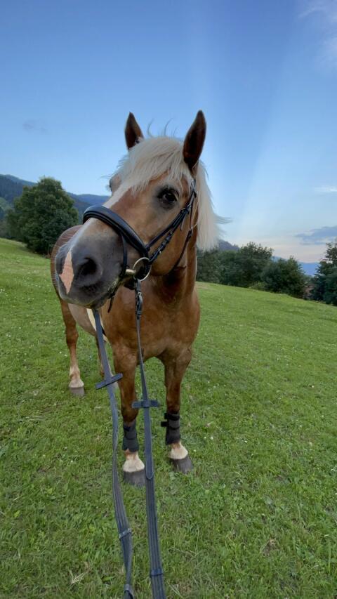 Haflinger Stute