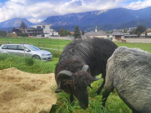 HB Steinschaf-Widder