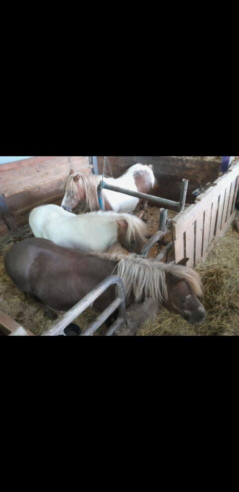 Pony