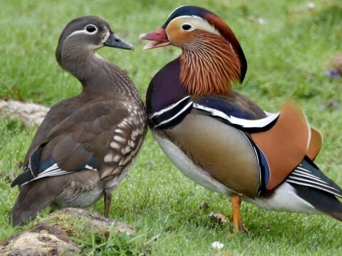 Mandarinente