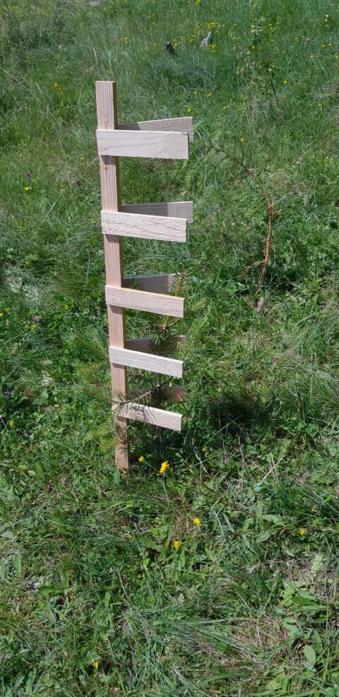 Baumwächter, Fegeschutz