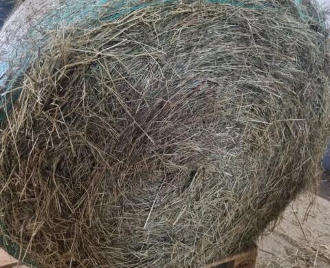 Heu-Rundballen von Acker-Biodiversitätsflächen