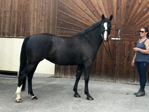 Sinfonia, österr. Warmblutstute