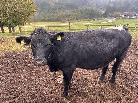 Angus x Pustertaler Ochse