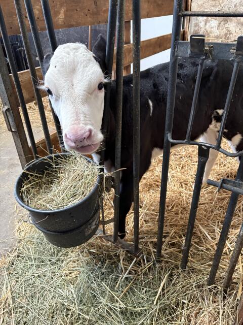 Holstein Kuhkälber