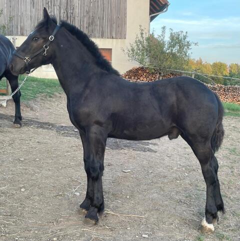 Eiskönig Nero XVI, Noriker Rapphengst