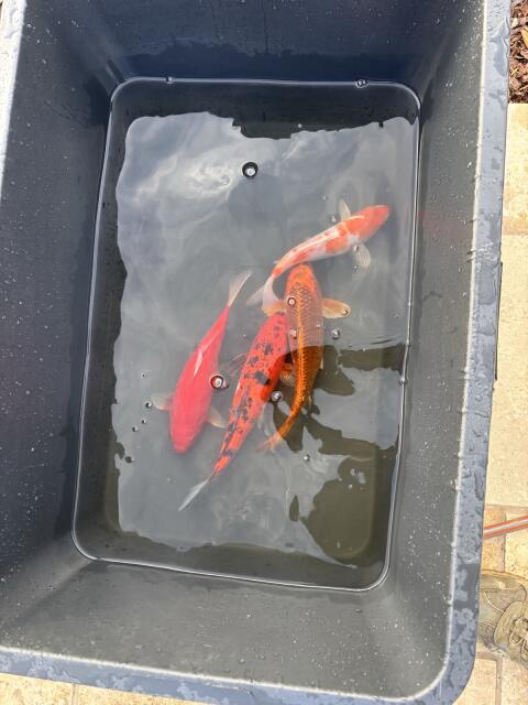 Koi, von Tosai bis Nisai ab 10 cm