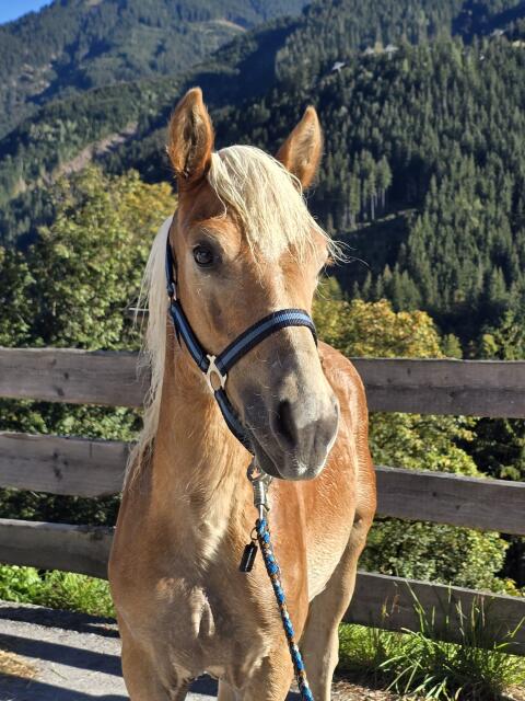 Nektari-Ri, Haflinger Hengst