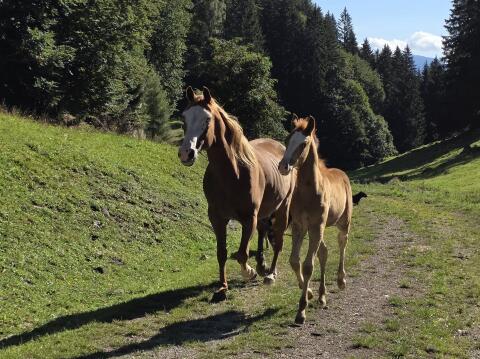 Mustang-Hengstfohlen