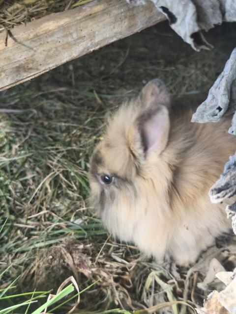 Zwergkaninchen aus Hobbyhaltung