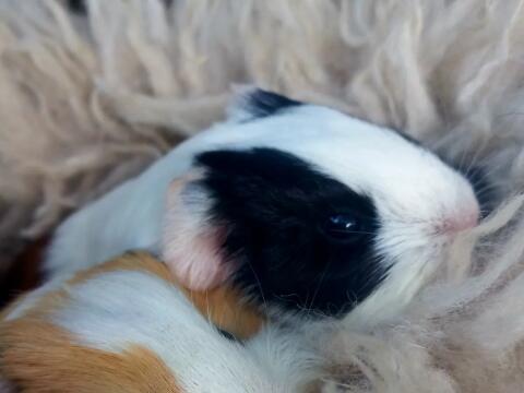 Meerschweinchen Weibchen