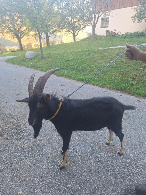 Ziegenbock