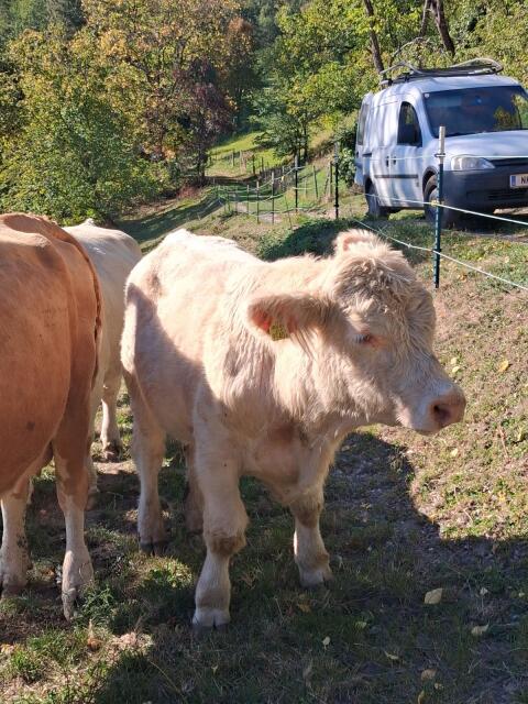 Charolais
