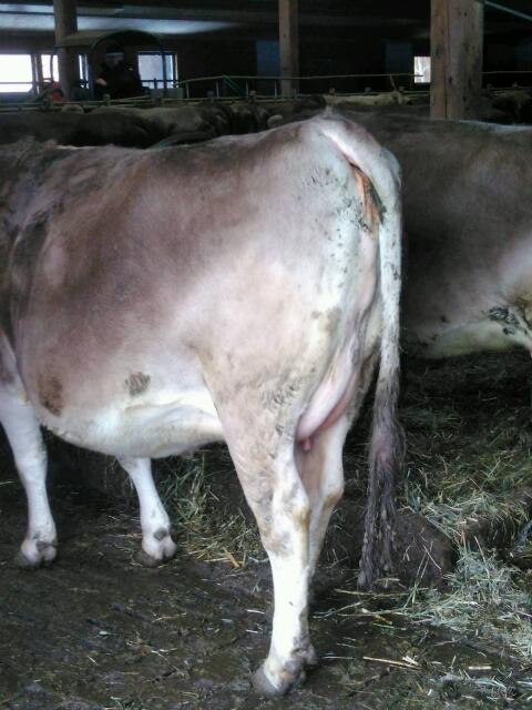 Verkaufe aus Bio-Heubetrieb Zuchttiere von Kalb bis Altkuh