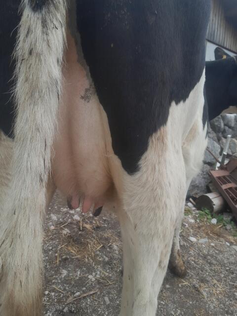 Holstein-Kalbin